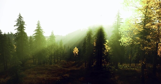 Bright clearing amidst towering pines, Sunny glade surrounded by majestic pine trees, Light spills over grassy slope beside tall pine trees with clearing