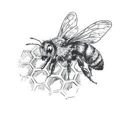 Vintage engraving of a honey bee sitting on honeycomb cells. Hand drawn scientific insect illustration isolated on white background for beekeeping, honey production, natural design © Julia