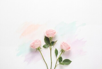 Three pink roses with green leaves lying on a white background with pastel watercolor blending