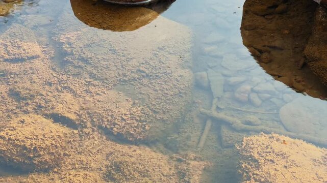 Static close-up of water striders standing on calm water surface, elongated bodies and legs visible above submerged stones, clear reflections and gentle ripples under natural daylight.
