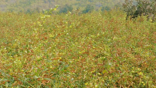 A wide panning view of a dense pigeon pea field with mature plants, green leaves and ripening pods stretching across the landscape under warm daylight.