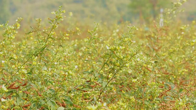 A mid shot of pigeon pea plants growing densely in an open field, yellow flowers and green pods gently swaying in the wind under soft natural daylight.