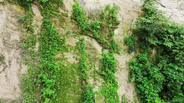Slow vertical drone ascent, tropical limestone karst wall, lush green vines moss