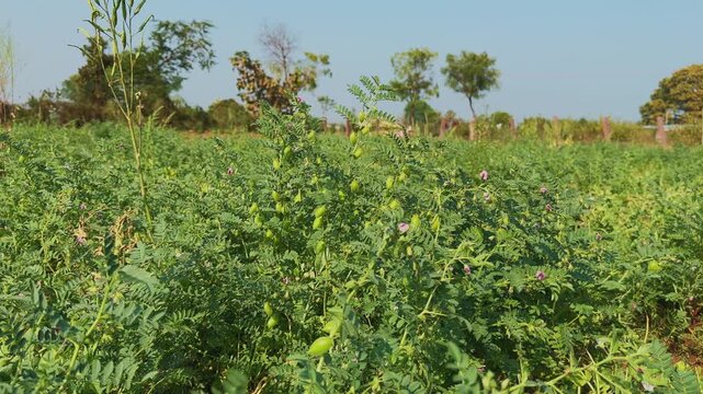 Wide view of a lush gram crop field filled with dense green plants, visible pods and small pink flowers, stretching across farmland under clear blue sky.