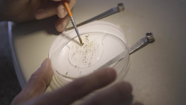Live Aedes aegypti mosquito larva under laboratory examination in petri dish.