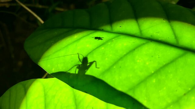 Green leaf with the shadow of a cricket with very long antennae on the underside of a leaf. Masoala, Madagascar.