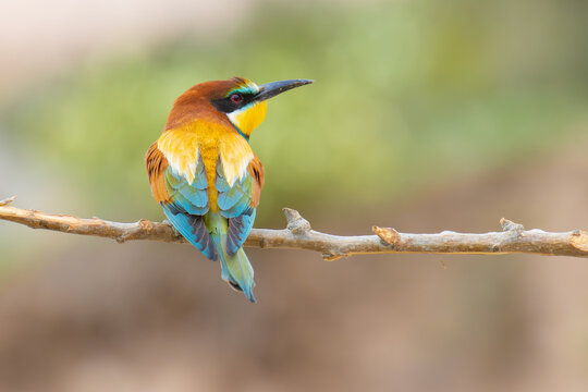 European Bee-eater on a branch