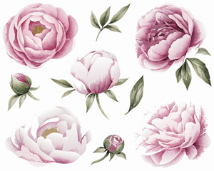 Watercolor painting of delicate pink peonies and lush green foliage © Uttam