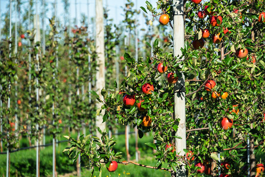 Rows of espaliered apple trees grown in a commercial apple orchard.