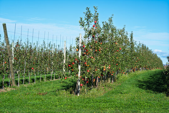 Rows of espaliered apple trees grown in a commercial apple orchard.
