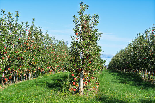 Rows of espaliered apple trees grown in a commercial apple orchard.