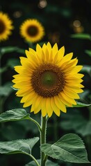 Obraz premium A vibrant sunflower plant blooms outdoors under natural sunlight, showcasing bright yellow petals and lush green foliage during summer growth ,agriculture ,harvest ,flora
