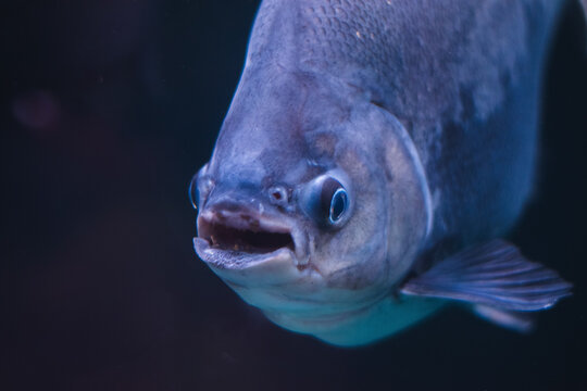 A close-up, head-on portrait of a Pacu fish swimming in a deep blue underwater environment in India, showcasing its distinctive mouth and large eye.