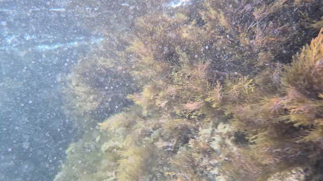 Underwater seaweed ocean, natural marine environment with sunlight and particles near rocky seabed