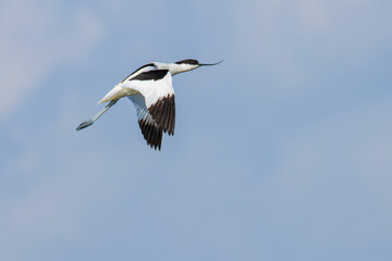 Pied Avocet over the lake