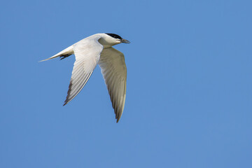 Fototapeta premium Gull-billed Tern over the lake
