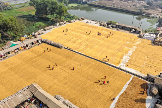 Brahmanbaria, Bangladesh - 24 January 2026: Aerial view of golden fields where workers spread grains under the watchful gaze of a serene pond and winter trees.