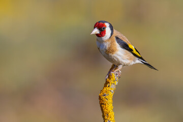 European Goldfinch on a branch