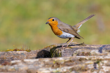 European Robin on the wooden pool