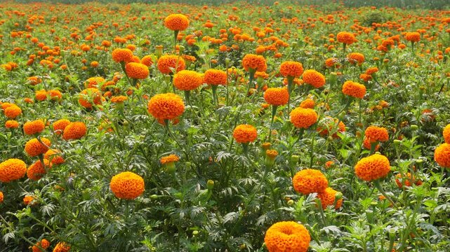 Fields of vibrant orange marigold flowers