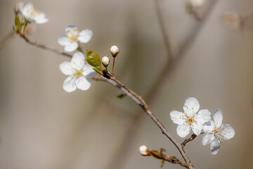 Selective focus of beautiful branches of wild white flowering Cherry blossom (Prunus) on the tree in forest, Beautiful Sakura flowers on twig in early spring season, Natural floral pattern background.