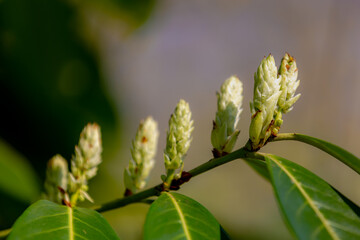 Selective focus a bunch flowers bud of Cherry laurel (Laurierkers) green leaves, Foliage and flowers of Prunus laurocerasus in spring, Ornamental plant in garden, Natural greenery floral background.