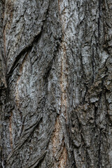 Obraz premium Tree Trunk Close-Up Macro Detail