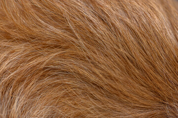 Fototapeta premium Close-up of red pinscher fur