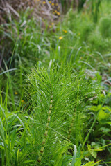 Obraz premium Forest horsetail on a green overgrown meadow.