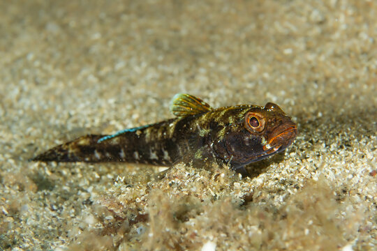 Coastal Guardian: A Rock Goby (Gobius paganellus) camouflaged on a sandy and rocky seabed, Tamariu, Spain