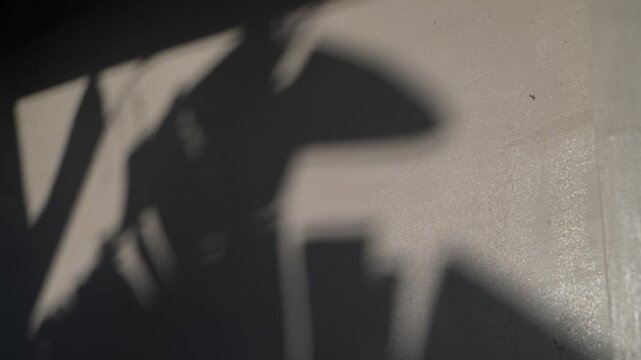Abstract Silhouette Shadow of Palm Leaves Swaying on Wall Texture, Horizontal