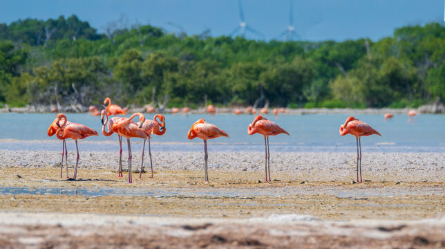 Flamants Roses dans la lagune de Rio Lagartos, format panoramique
