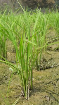 Young rice plants growing in a paddy field 
