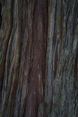 Fototapeta premium old wood texture background