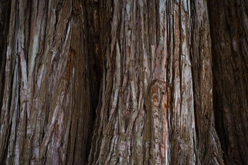 Fototapeta premium old wood texture background