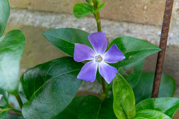 Periwinkle (vinca) flower growing in an Amsterdam garden.  © Stuwdamdorp