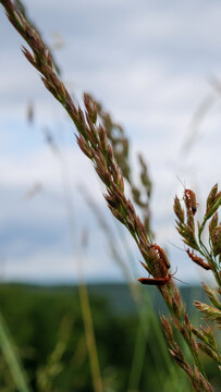 Soldier Beetles On Grass Seed Head In Soft Daylight