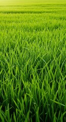 Obraz premium Lush, untouched field of bright green grass thriving in the sunlight. Idyllic nature scene representing growth and freshness, tranquil, nature, growth