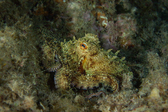 Master of Camouflage: A Common Octopus (Octopus vulgaris) blending into the rocky reef, Tamariu, Spain