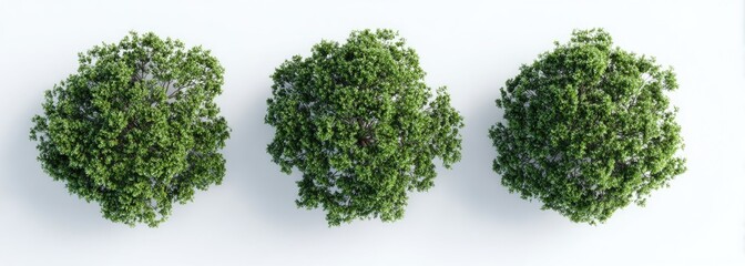 Fototapeta premium Overhead shot of three vibrant, leafy trees against a clean white background