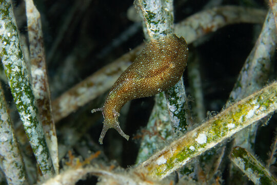 Master of Mimicry: A tiny Leaf Sea Hare (Petalifera petalifera) perfectly camouflaged on Posidonia seagrass, Tamariu, Spain