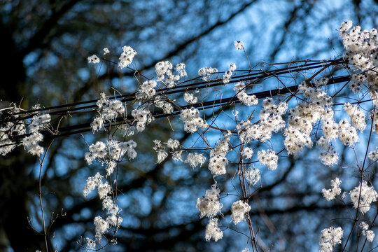 Hedge clematis, climbing shrub, clematis vitalba
