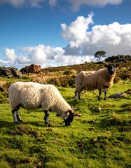 Obraz premium Pastoral scene featuring two sheep grazing in a vibrant green meadow under a brilliant blue sky dotted with fluffy white clouds