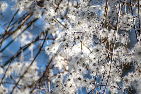 Hedge clematis, climbing shrub, clematis vitalba