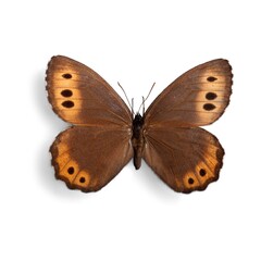 Brown Wood Nymph Butterfly with Eyespots Isolated on White © Nurnadhiah