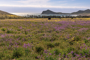 Naklejka premium Vista general del campillo del genovés cubierto de flores
