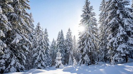 Winter Forest Sunlit with Snow