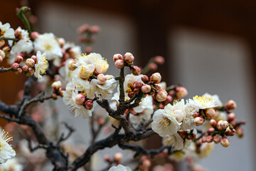 봉은사 매화당 앞마당의 매화-봄이오는 소식-봉은사  강남구. 서울, 대한민국 © wanmo