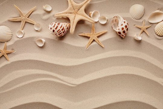 summer background with seashells on the sand