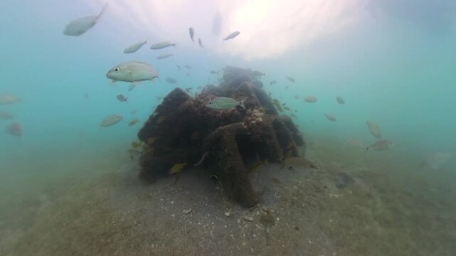 Immersive 4K Underwater Perspective: Snorkeling Trail at Blue Heron Bridge, Phil Foster Park